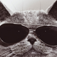 Illustration for article titled Ancient Chinese Cat Fossils Reveal Oldest Known Domesticated Cat